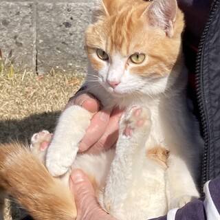 ●元気でヤンチャ茶白トラ●ずっとのお家で幸せを！