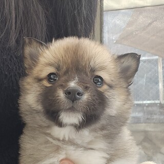 推定1.5ヶ月ふわもこ兄妹•女の子③