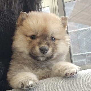 推定1.5ヶ月ふわもこ兄妹•女の子①