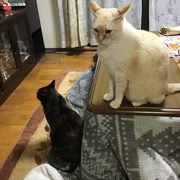 私たち、誕生会に参加して、みゅう王子やコタに久しぶりに会ったのよ