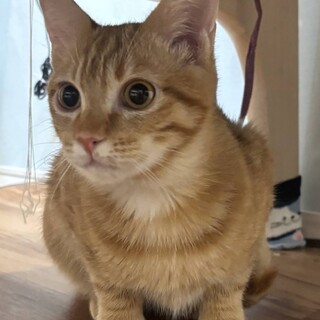 かわいいにゃ。ポテトくん