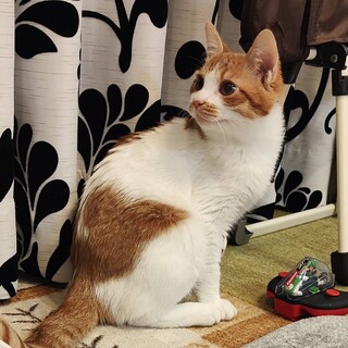 かわいいにゃ。フライくん