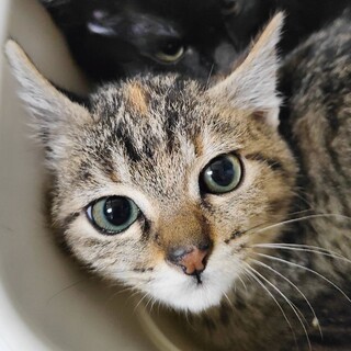 ���킢���ɂ�B����҂�@����