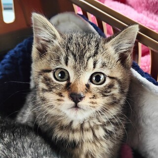 かわいいにゃ。ミギー　ちゃん