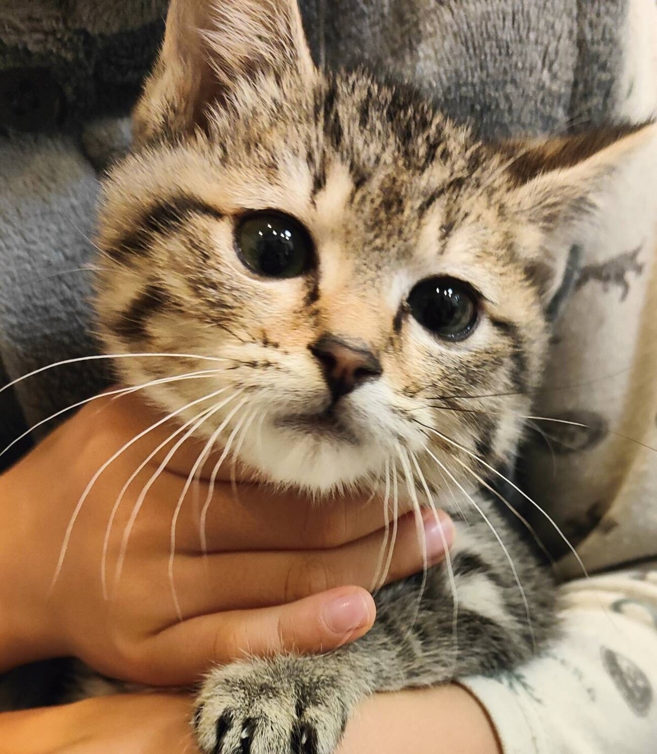 かわいいにゃ。ダリーちゃん サムネイル1