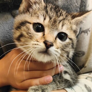 かわいいにゃ。ダリーちゃん