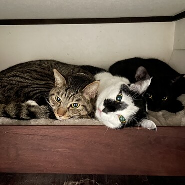 寒い朝。猫ロフトで３兄弟が団子になってた。