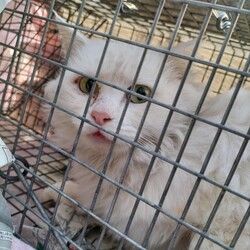 「2026.1.TNR報告」サムネイル2