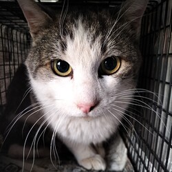 「2026.1.TNR報告」サムネイル3