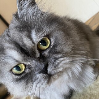 おとなしいミックス猫（こうた）です