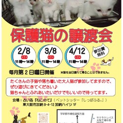 保護猫の譲渡会