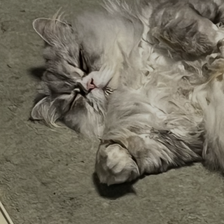 元気いっぱいのミックス猫（ゆうすけ）です