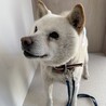 人にも犬にもフレンドリーな白柴のチョロくん サムネイル2