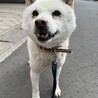 人にも犬にもフレンドリーな白柴のチョロくん サムネイル3