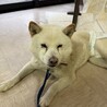 人にも犬にもフレンドリーな白柴のチョロくん サムネイル4
