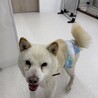 人にも犬にもフレンドリーな白柴のチョロくん サムネイル5
