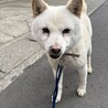 人にも犬にもフレンドリーな白柴のチョロくん サムネイル6