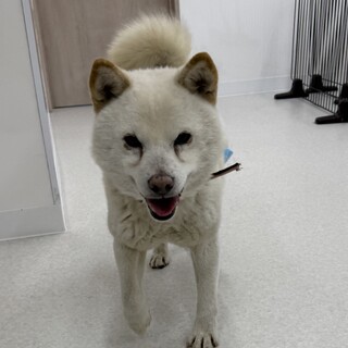 人にも犬にもフレンドリーな白柴のチョロくん