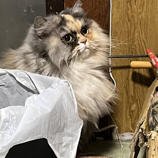 穏やかで優しいミックス猫（ナナ）