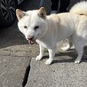 人にも犬にもフレンドリーな白柴のチョロくん サムネイル7