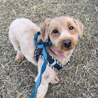 陽気な性格のプードルMIXチロルちゃん