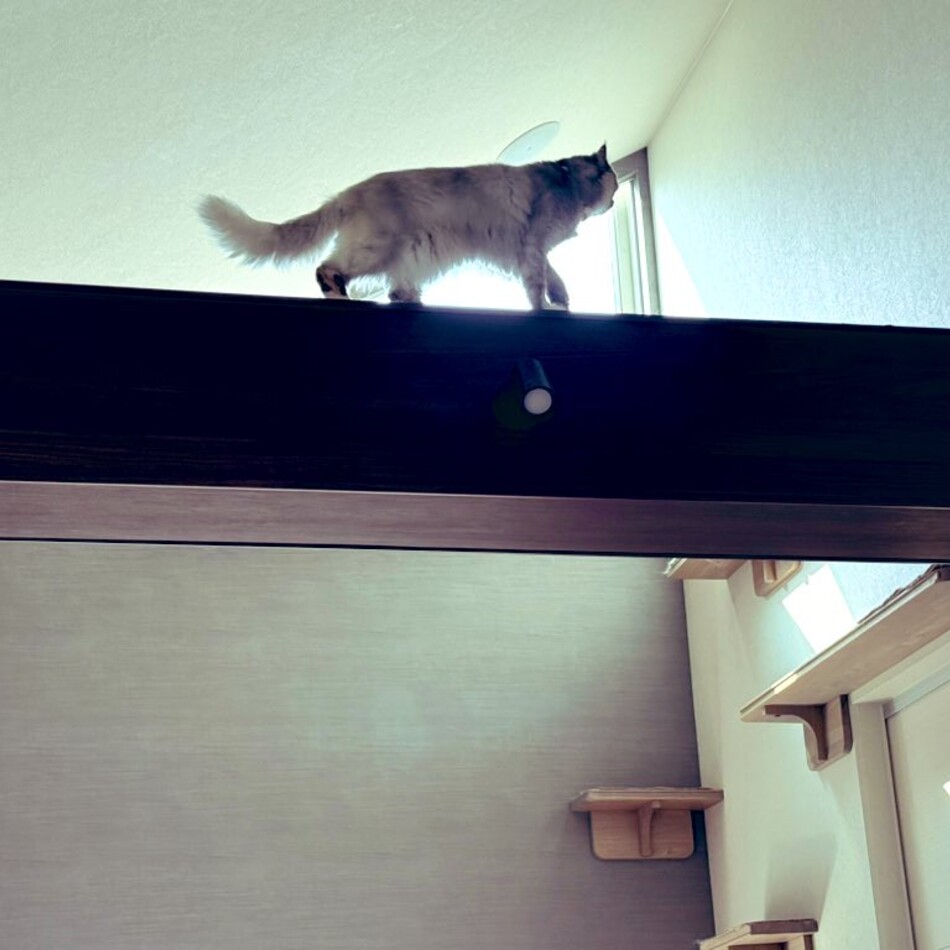 にゃるそのカバー写真