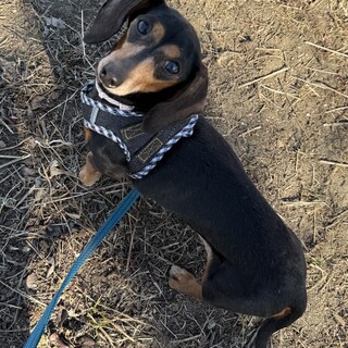カニンヘンダックスお膝犬のふじちゃん