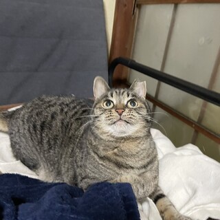 遺棄された小梅ちゃん。本当の家族待ってます。