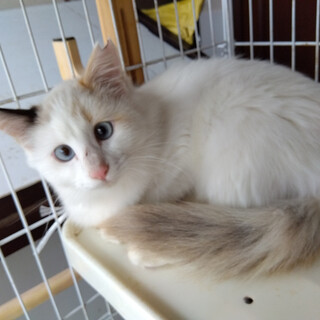 ふあふあ三毛シャムMIX女の子