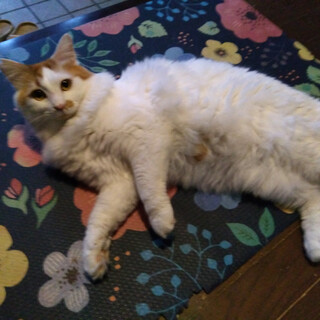 優しい茶白毛長男の子