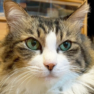 美人なお姫さま♀むー約7歳