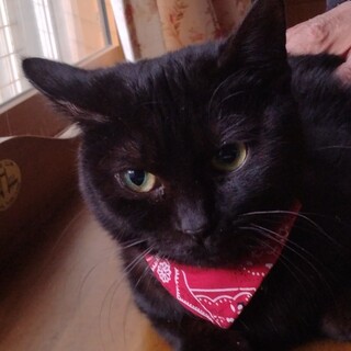 クロネコのラクちゃんです