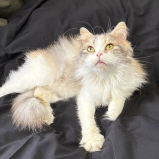 三毛長毛♀ラン5〜7歳※初参加