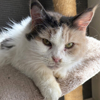 大きな長毛♀スー5〜7歳※初参加