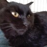 顔強！でもナレナレ黒猫の“いおり”ですの サムネイル2