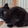 顔強！でもナレナレ黒猫の“いおり”ですの サムネイル3