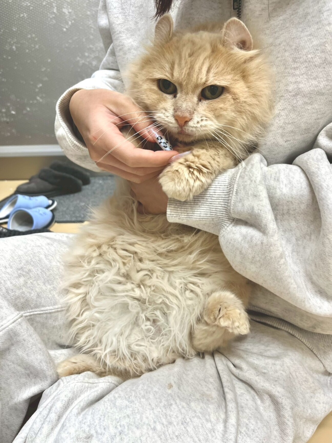 穏やかな優しい女の子 サムネイル1