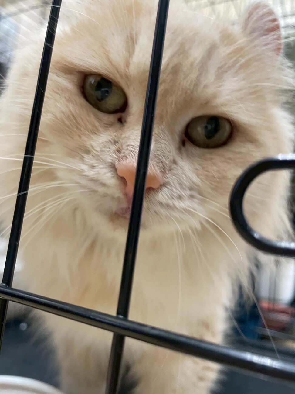 穏やかな優しい女の子 サムネイル2