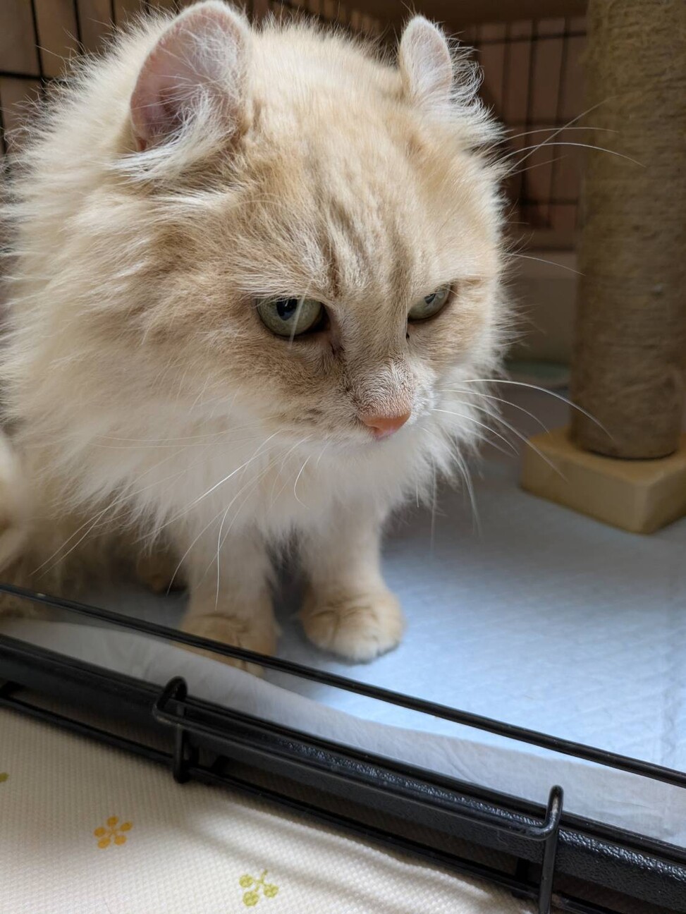 穏やかな優しい女の子 サムネイル3