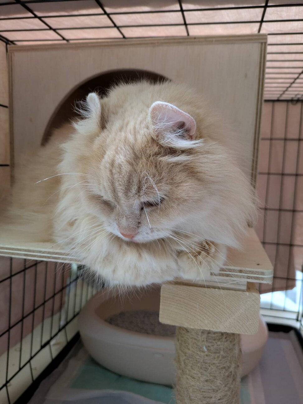 穏やかな優しい女の子 サムネイル4