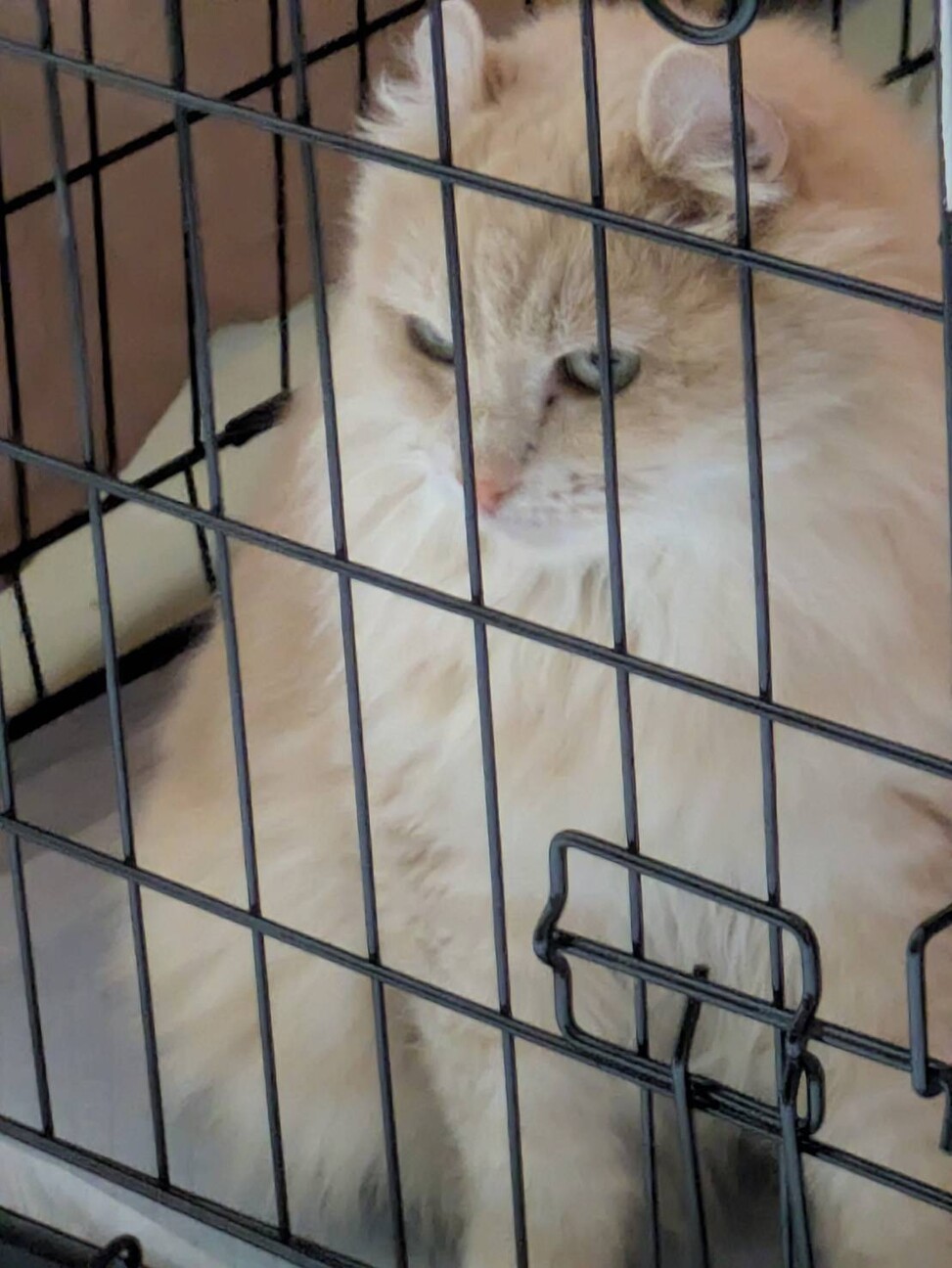 穏やかな優しい女の子 サムネイル5