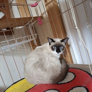 人馴れ訓練中！9ヶ月位シャムMIX女の子