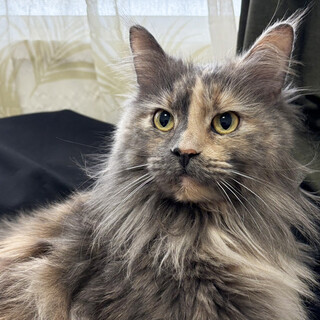 パステル長毛♀ミキ5〜7歳※初参加