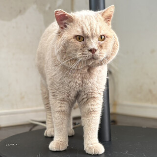 モコモコむっちり♂教授5〜7歳※初参加