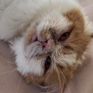 茶白長毛♂ユキヒロさん5〜7歳※初参加