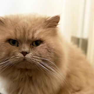 フサフサ♂細野さん5〜7歳※初参加