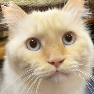 シャム風長毛♂笹かま5〜7歳※初参加