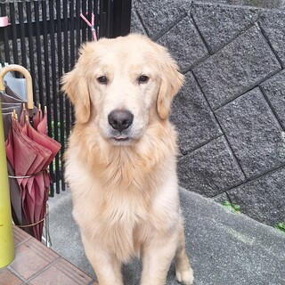 応募多数の一旦停止します