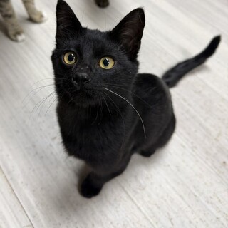 【2/8東銀座】グーくん★３ヵ月半♪