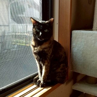 人馴れしたサビ美猫　沙彩（さあや） ちゃん